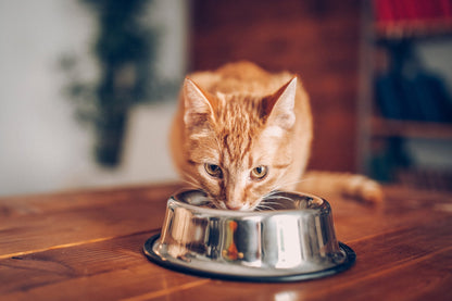 Karma wysoka zawartość białka dla kota wołowina 1,5 kg